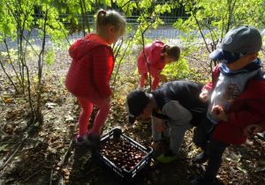 Dzieci wkładają kasztany do skrzynki postawionej na ziemi pomiędzy młodymi drzewami.